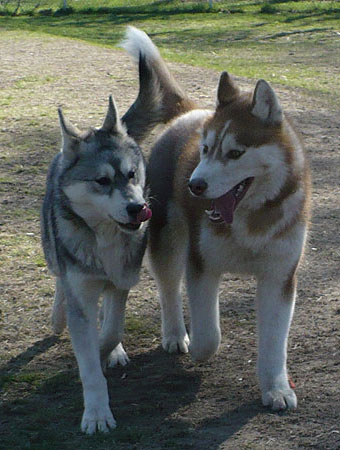 Apollo & Varitek at the dog park. This pic shows how big Apollo is!