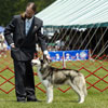Ben at the 2007 Yankee Siberian Husky Club Specialty Show in the sled dog class.