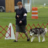 Ben at the 2006 Yankee Siberian Husky Club Specialty Show in  Novice B class (in the rain).