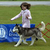 Ali showing Ben at the 2006 Yankee Siberian Husky Club Specialty Show in juniors.