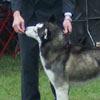 Ben at the 2006 Yankee Siberian Husky Club Specialty Show.