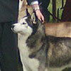 Ben at the 2006 Yankee Siberian Husky Club Specialty Show.