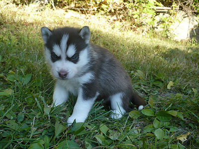 Charger at 4 weeks old.