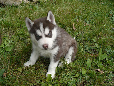 Charger at 6 weeks old.