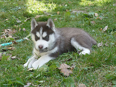 Charger at 7 weeks old.