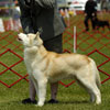 Ember in the Bred By class at the YSHC Specialty show.