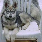 Gynger as a pup sitting in a chair.