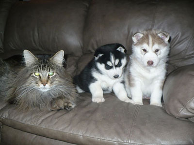 Jelly with her brother and Hannibal at 5 weeks old.