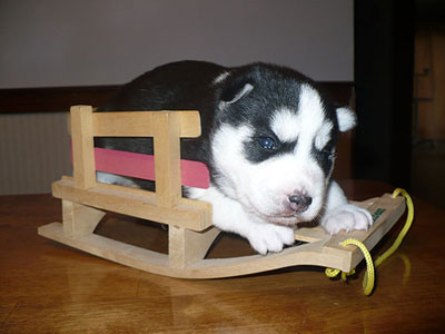 Jelly at 2 weeks of age.