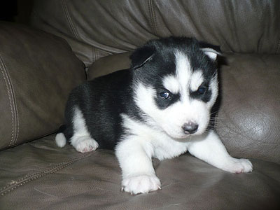 Jelly at 3 weeks of age.