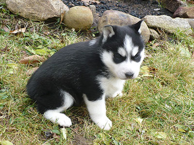 Jelly at 4 weeks old.