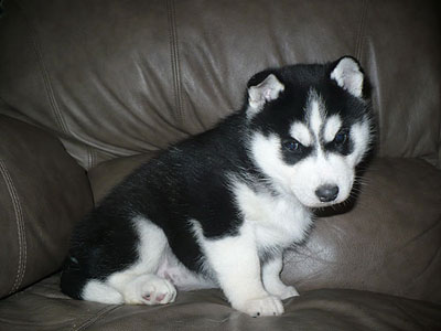 Jelly at 5 weeks old.