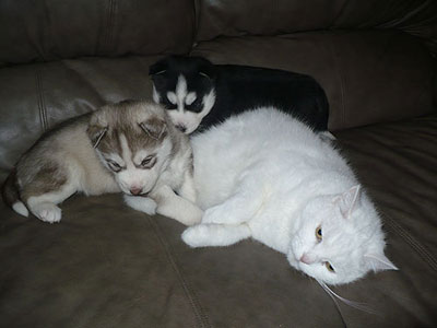 Jelly with her brother and Keller at 3 weeks old.