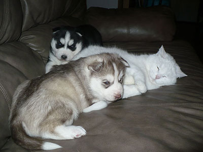 Jelly with her brother and Keller at 3 weeks old.