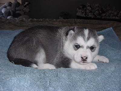Lance at 3 weeks of age.
