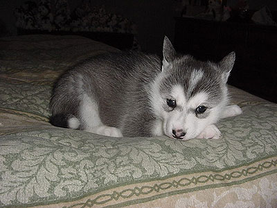 Lance at 5 weeks of age.