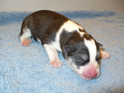 Layla at 1 day old.