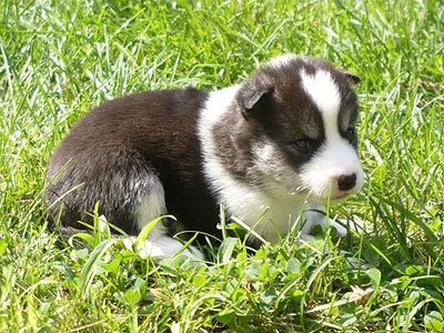 Layla at 3 weeks of age.