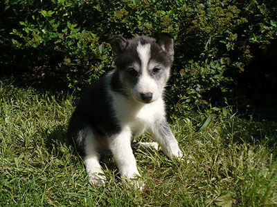 Layla at 7 weeks of age.