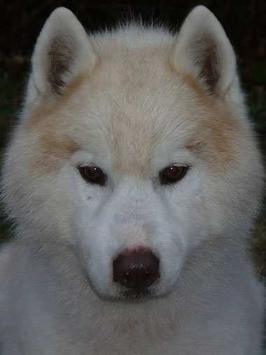 Orion at 12 years of age.
