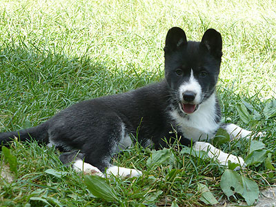 Solo at 7 weeks of age.