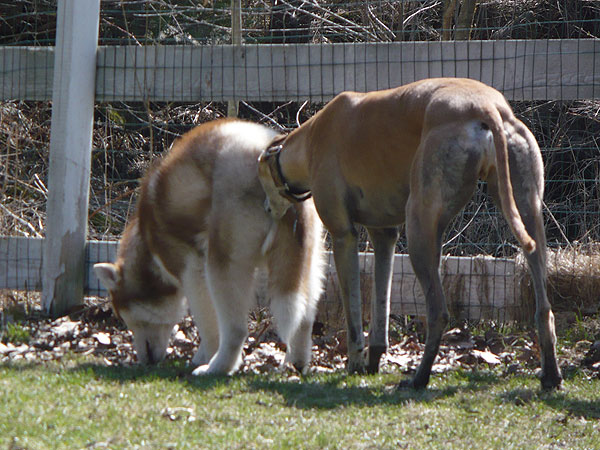 Tek "Something sure smells good!" Greyhound "Sure does!"